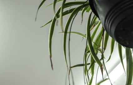 Private Office for 1-3 people In Hobart CBD with Natural Light