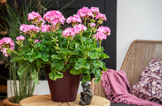 noget Springboard bunke 3 enkle stelletips for pelargonia