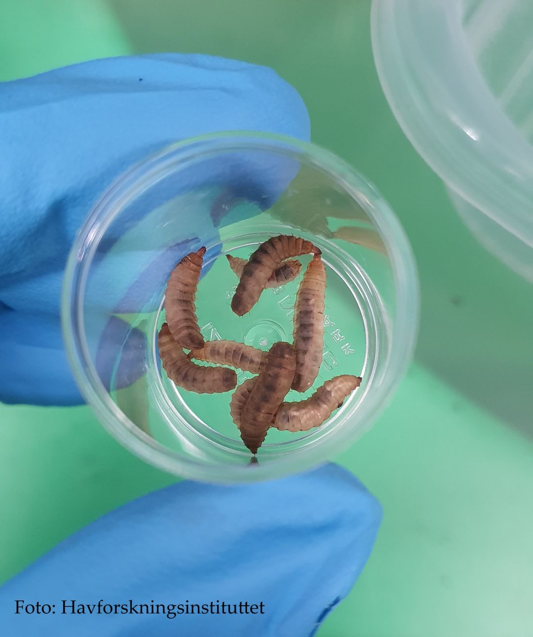 feeding insects in lab