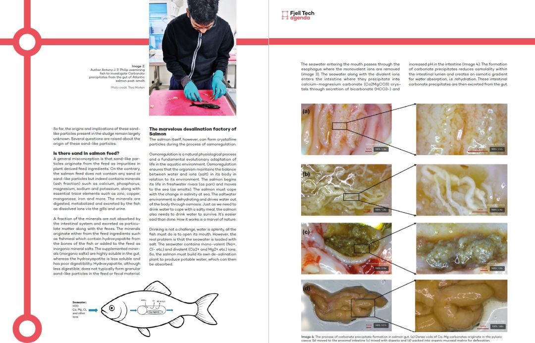 sand-like particles in salmon fish farming