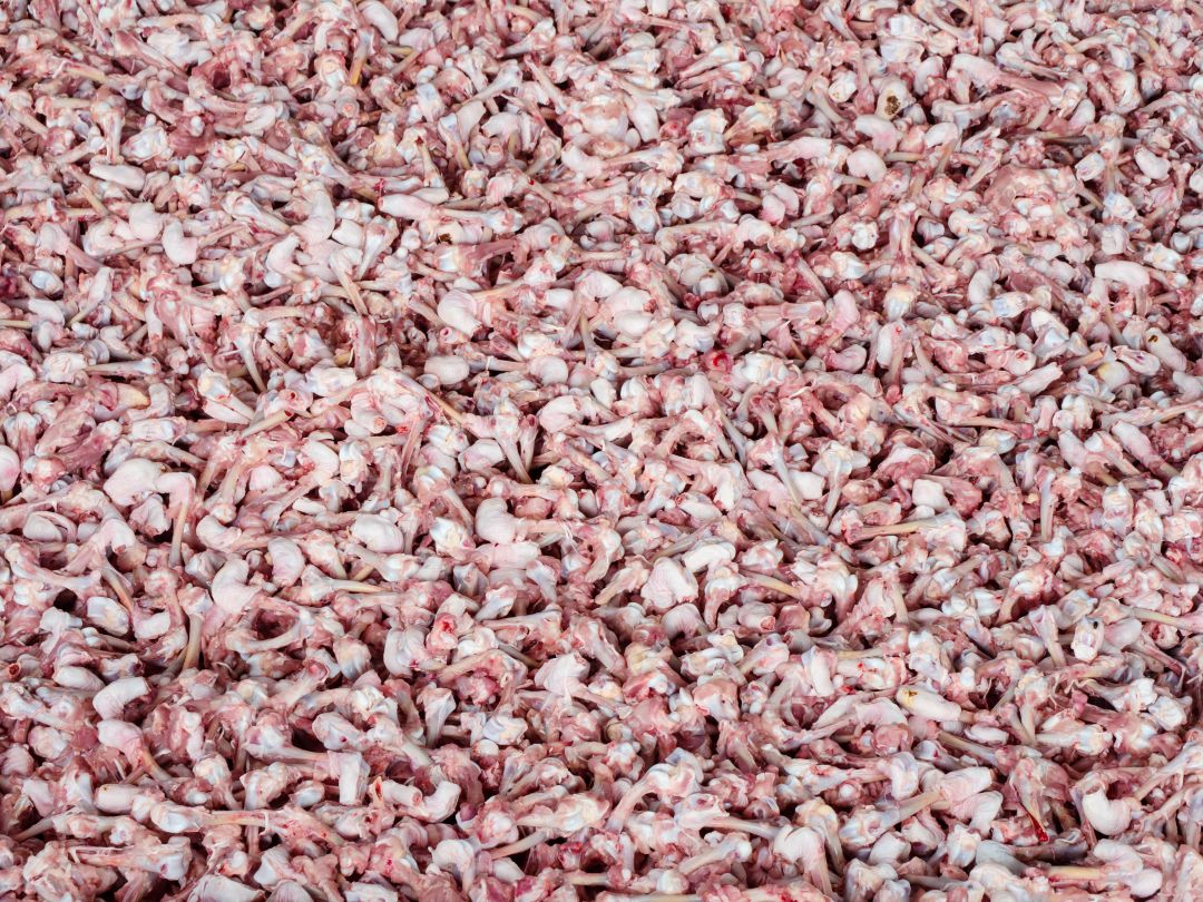 Chicken cut-offs ready to enter a Fjell rendering plant. Picture: Shutterstock 