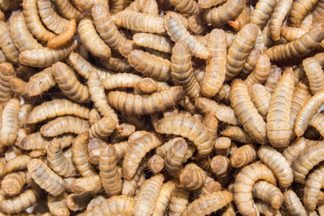 Black soldier fly larvae - Hermetia ilucens