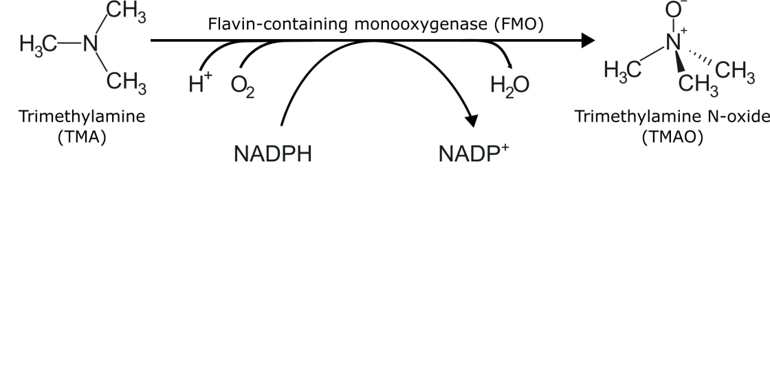 Reaction TMA is oxidised to TMAO