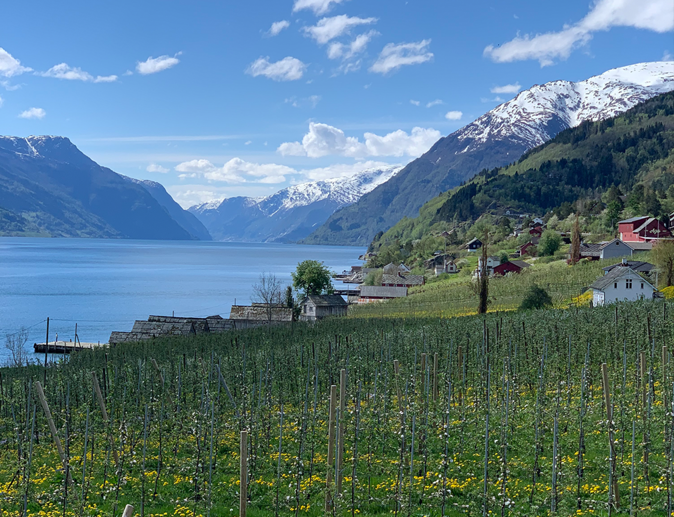 Utsikt i Hardanger