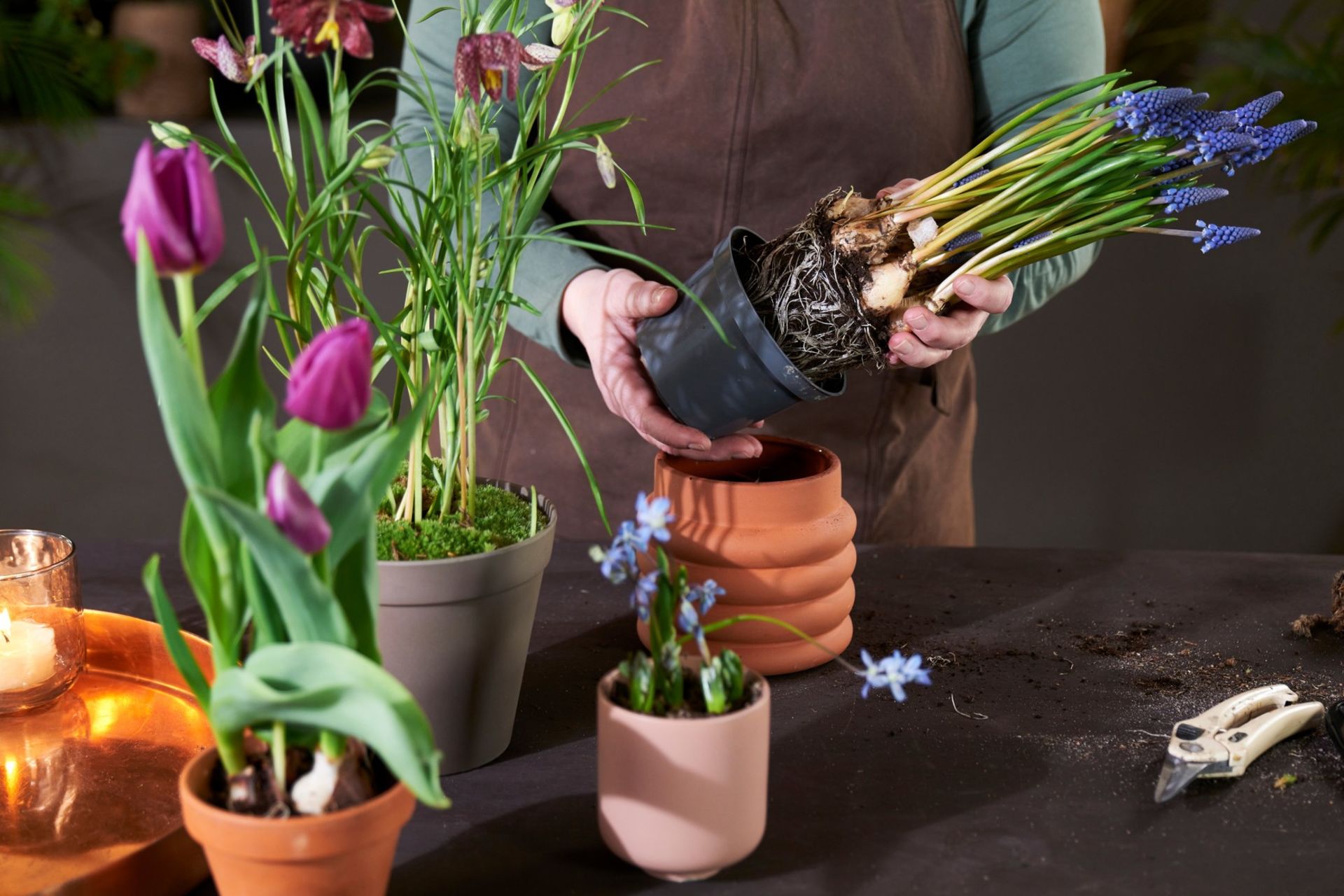 Løkblomster (perleblomst) pottes om til tidsriktige potter