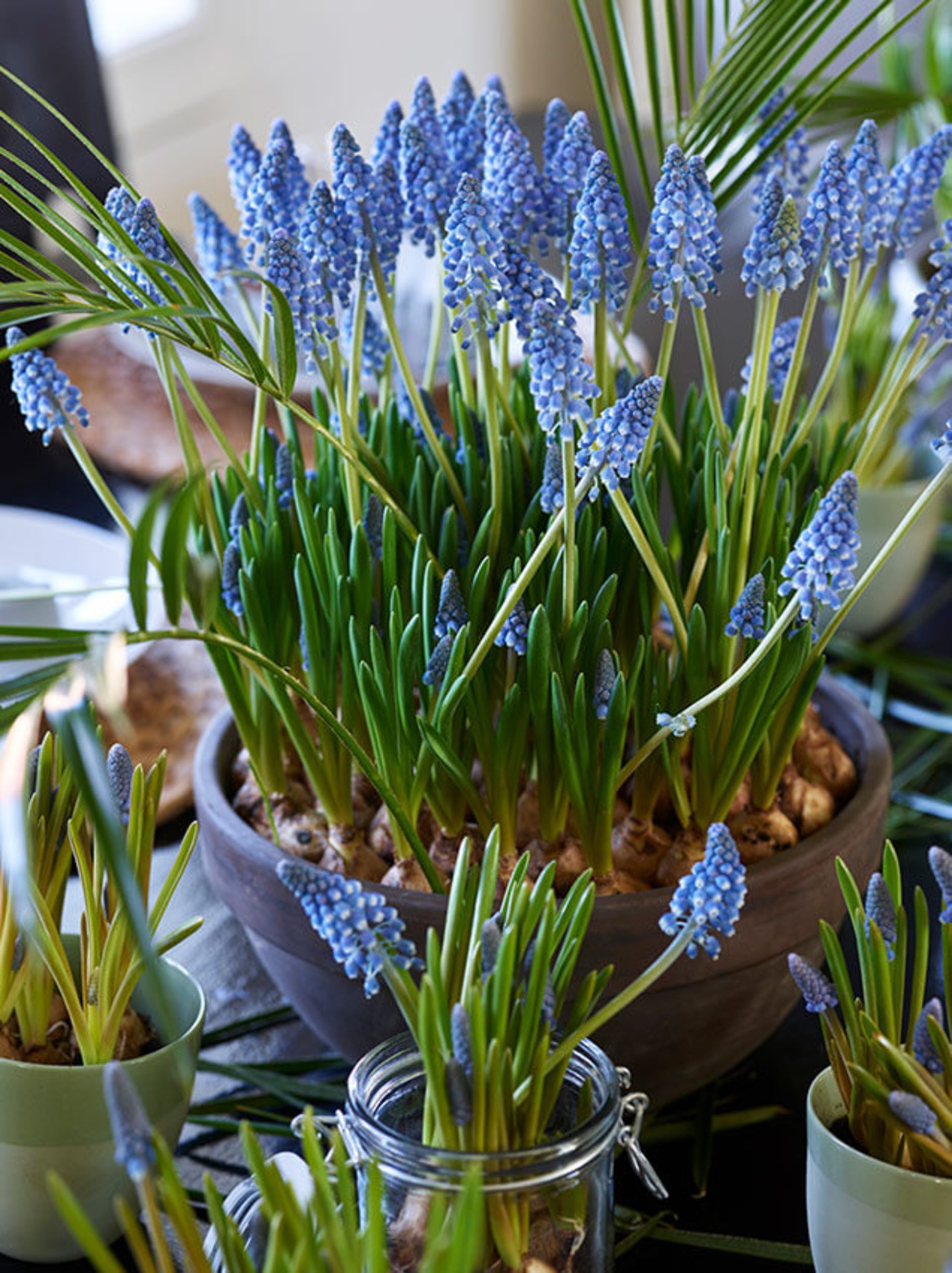 Klassisk, blå perleblomst fra interflora