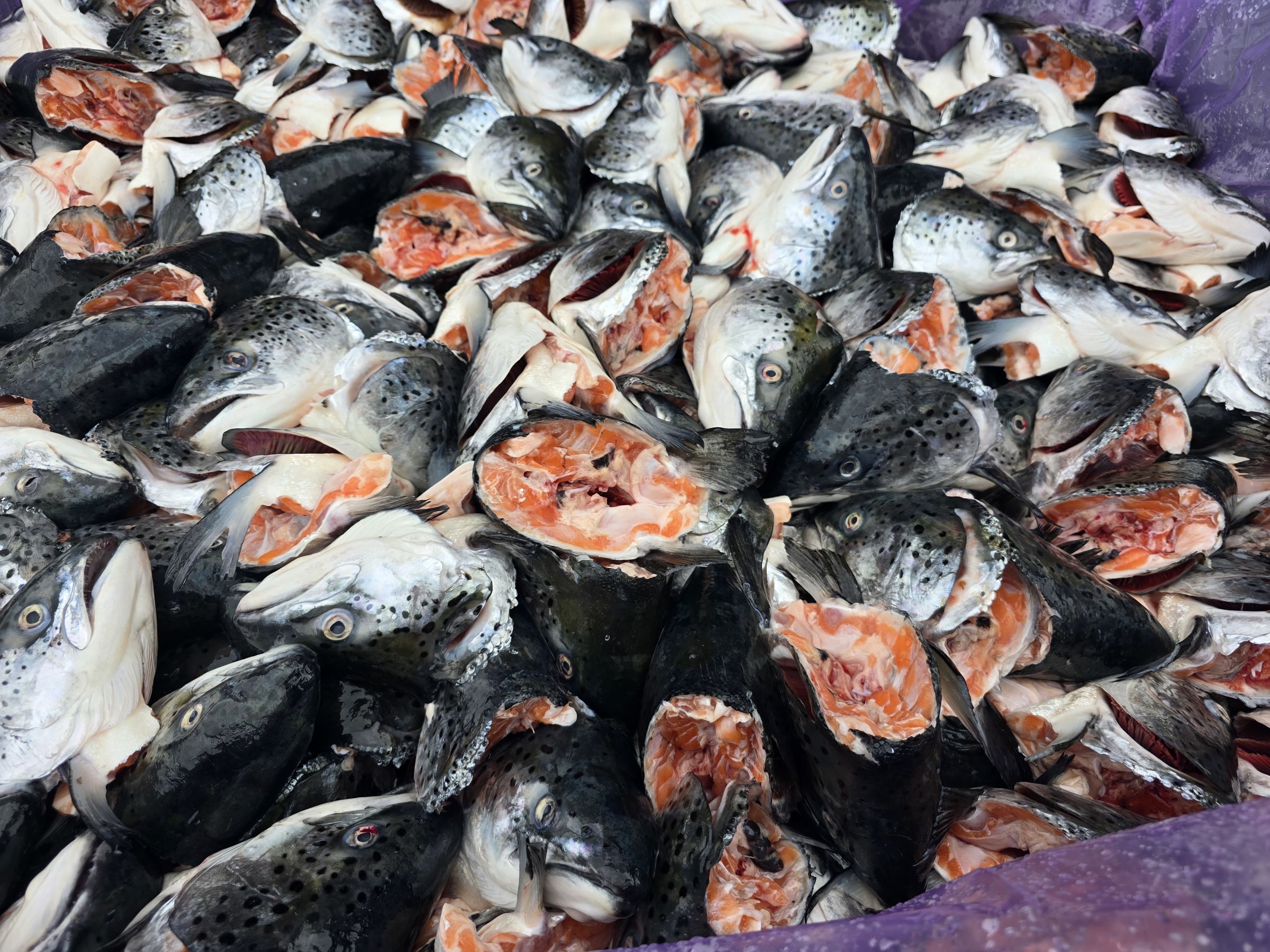 fish waste