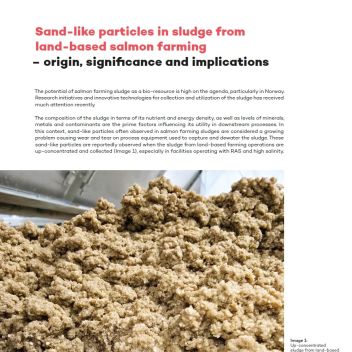 Sand-like particles in sludge from salmon farming