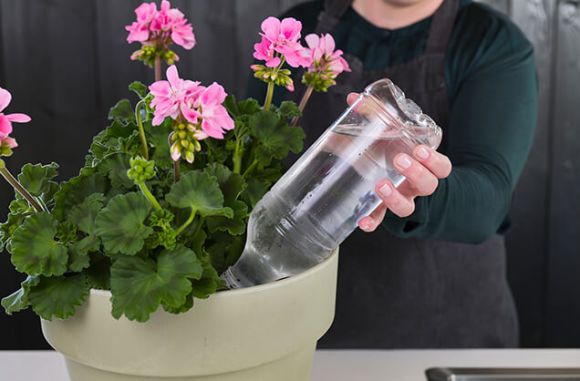 flaske med vann dyttes ned i blomsterjorden