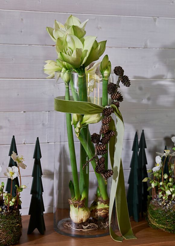 amaryllis hvit