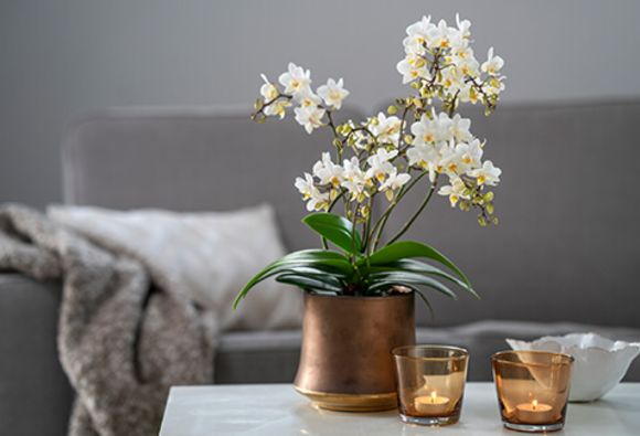 Klassiske, hvite orkidéer i kobberpotte