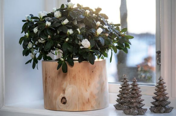 hvit azalea i potte av tre