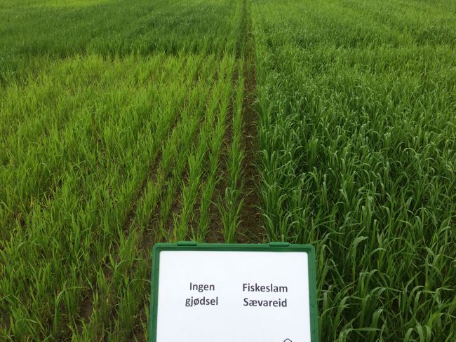 Fish sludge contains nutrients that can be used as fertiliser ingredient