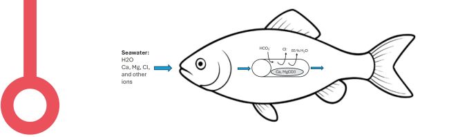 Calcluim and magnesium precipitation in gut of the fish