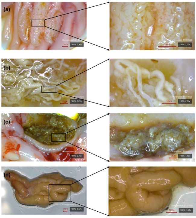 Process of carbonate precipitate formation in salmon gut