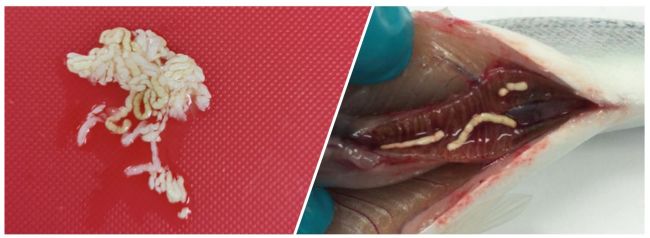 Carbonate precipitates from the gut of Atlantic salmon post-smolt after seawater transfer. 