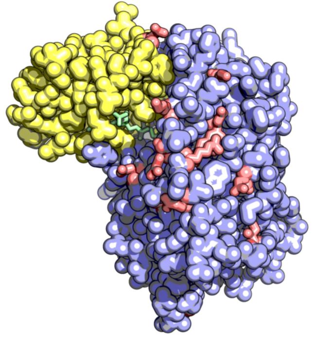 enzyme structure