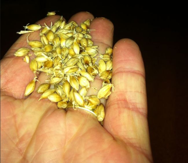 Sprouted barley