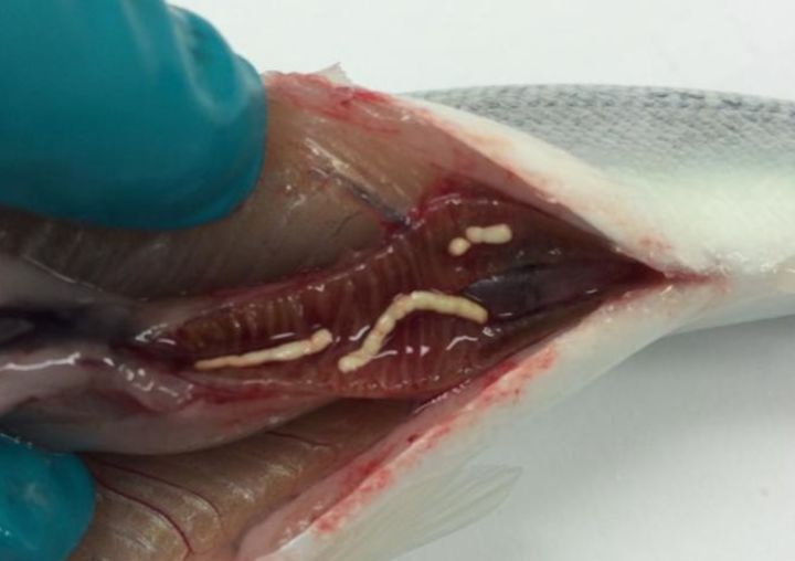 sand-like particles in land-based fish farming salmon gut