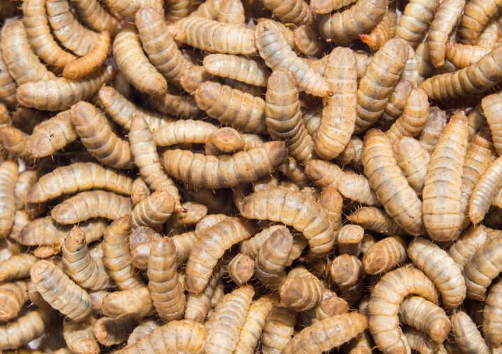 Black soldier fly larvae ready for harvest and to enter Fjell Insect larvae processing plant.
