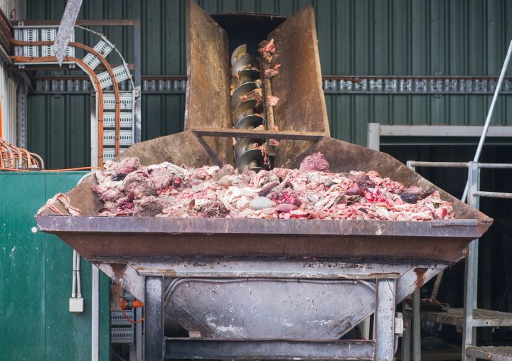 Meat resdiues ready to enter the meat rendering plant. 