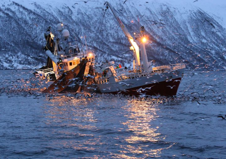 Pelagic fishing vessel. Catch could go to fishmeal and fish oil plants. 