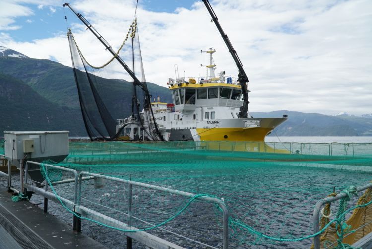 fiskevelferd bløggebåt