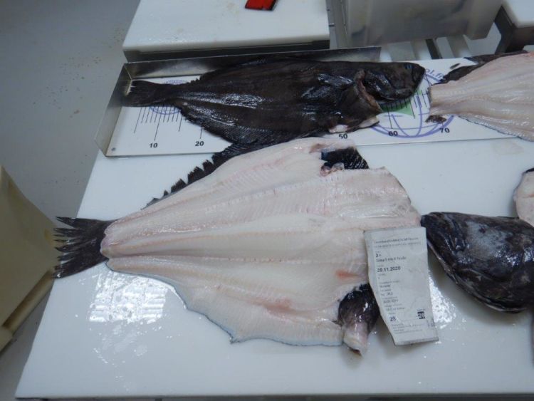 Fiskefilet