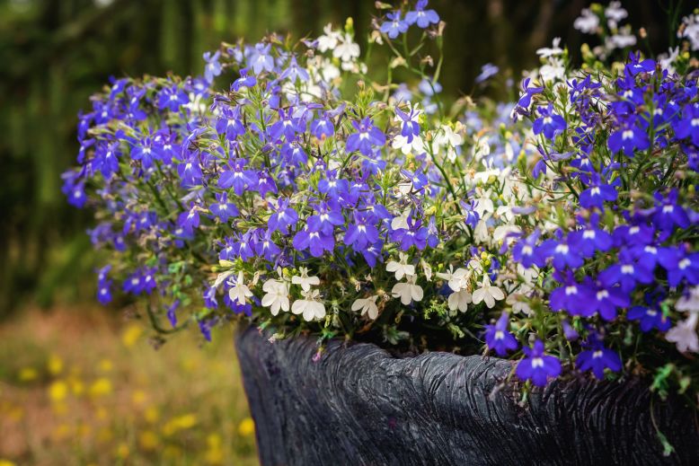 lobelia i potte på gravstedet