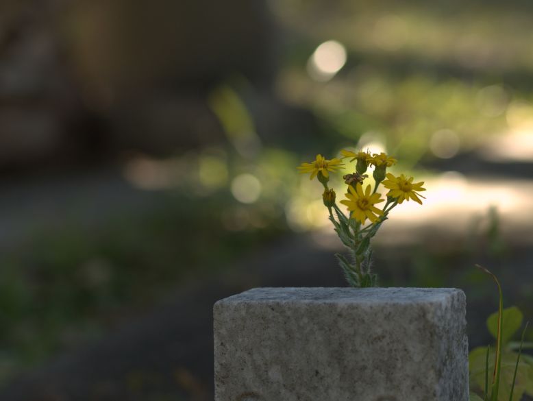 blomst på gravstein