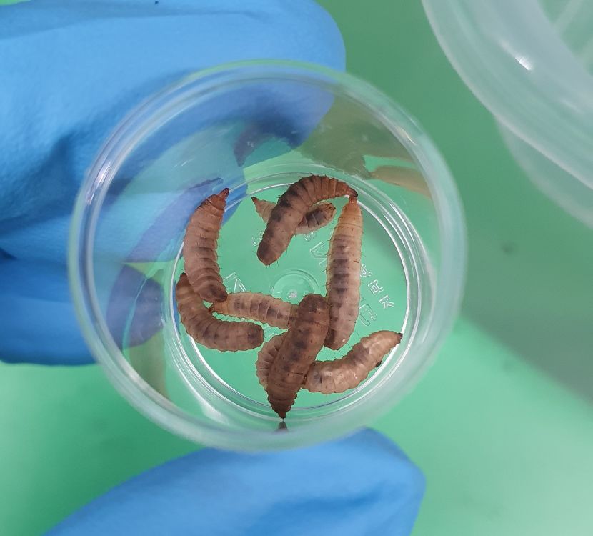 FTA no.3 2025: Fish sludge: from waste to feed?