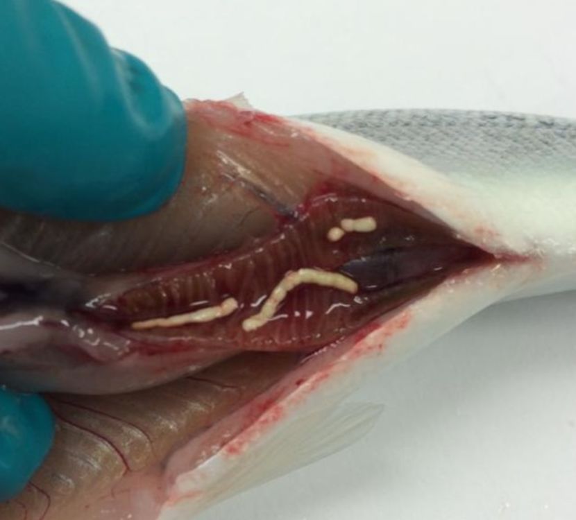 precipitates in salmon gut