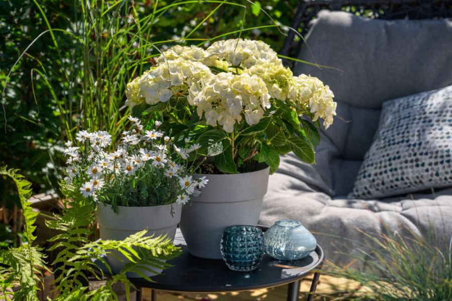 Margeritter og hortensia i potter utendørs