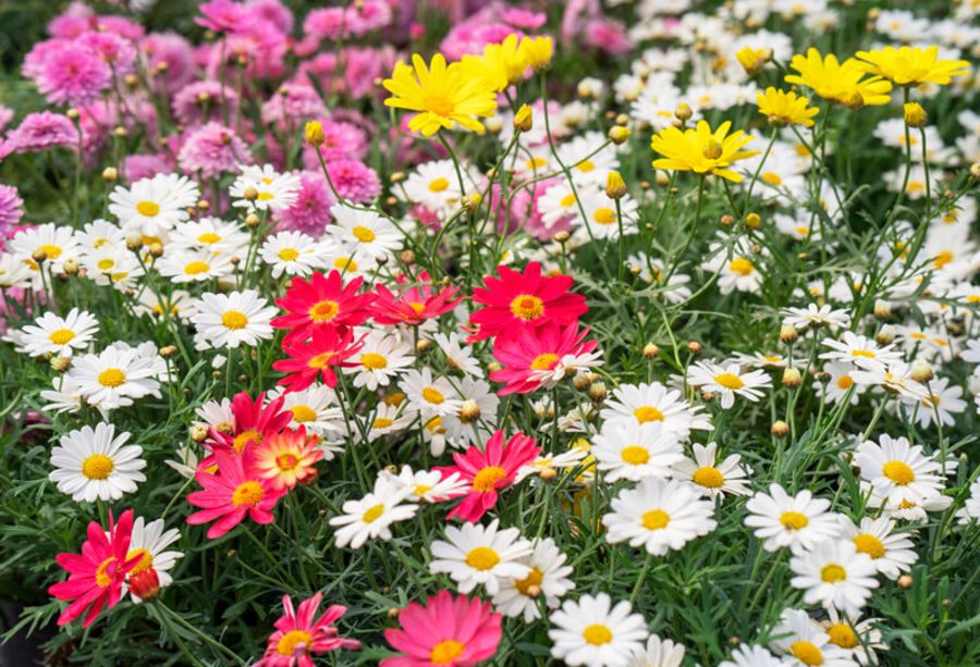 Fargesprakende margeritter