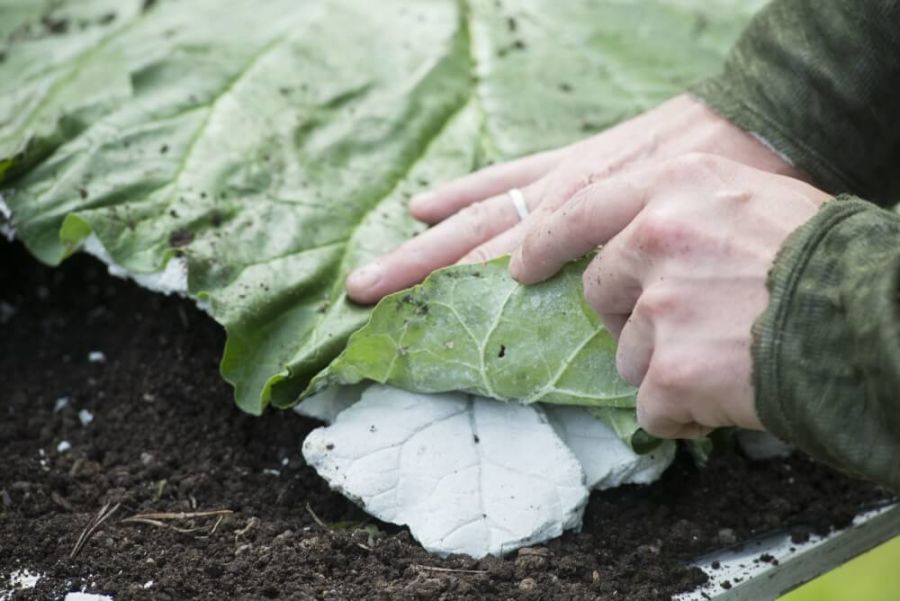 lag ditt eget betongblad interflora norge