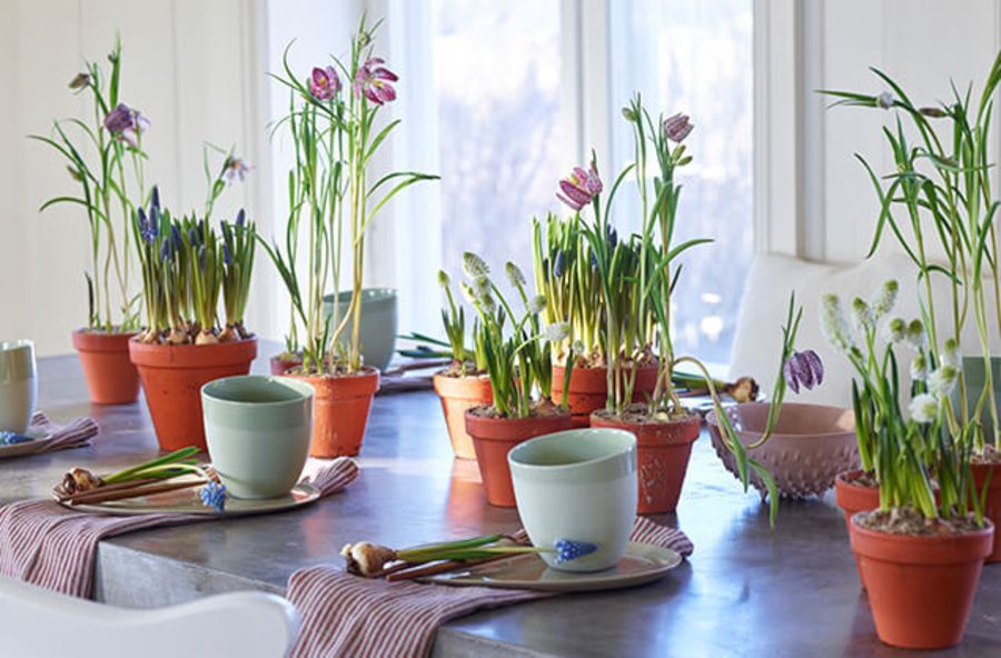 hvite og blå perleblomster sammen med ruteliljer fra Interflora