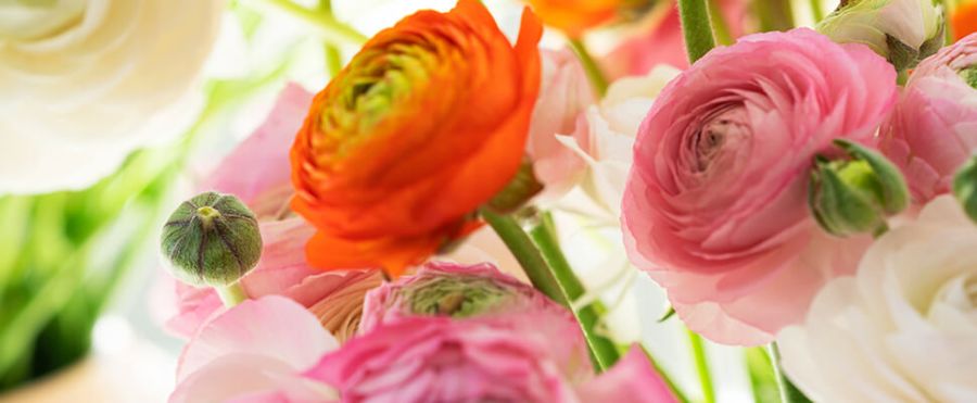 Ranunkler stelletips interflora norge