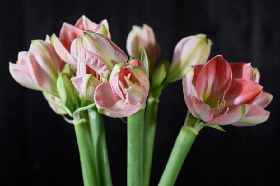 flora amaryllis