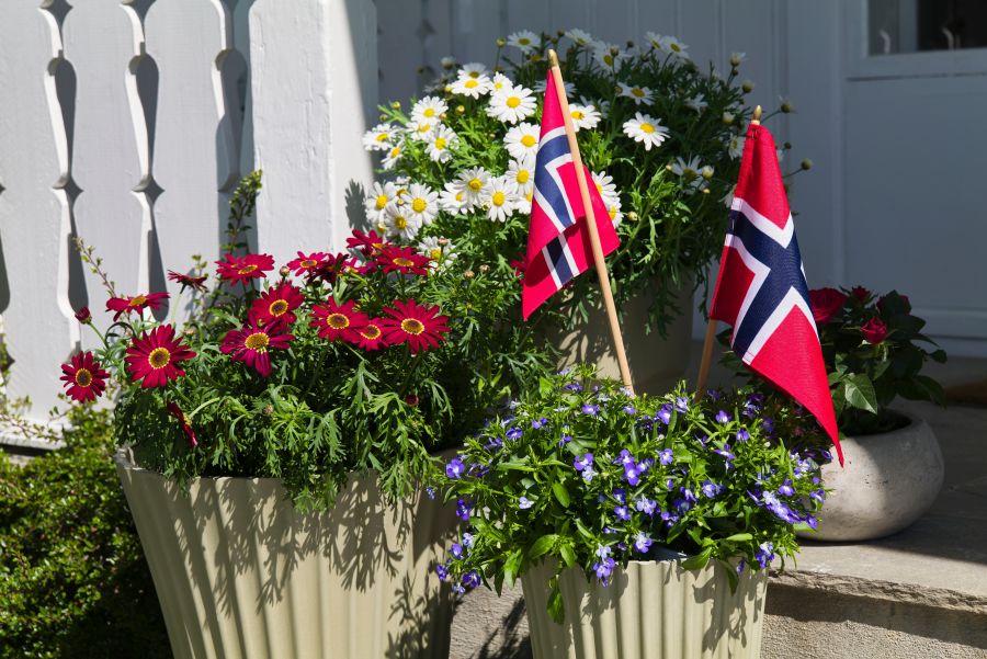 en trapp pyntet til våren med vårblomster og 17. mai-flagg