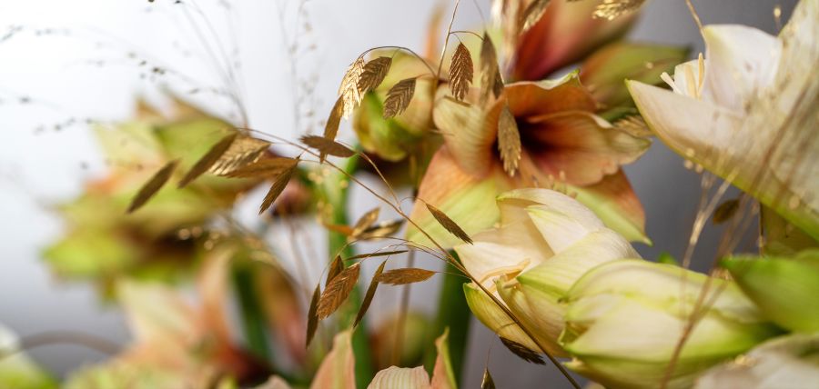Røde amaryllis til jul