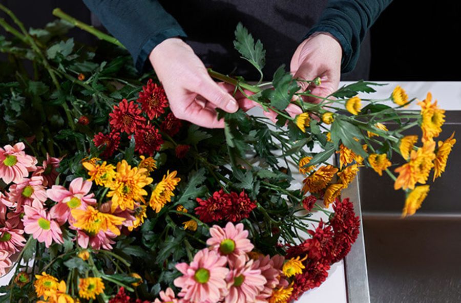 blader fjernes fra stilken til krysantemum