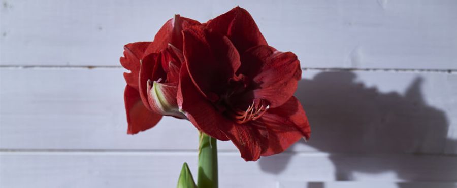 amaryllis