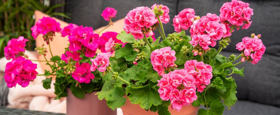 Stelletips for pelargonia