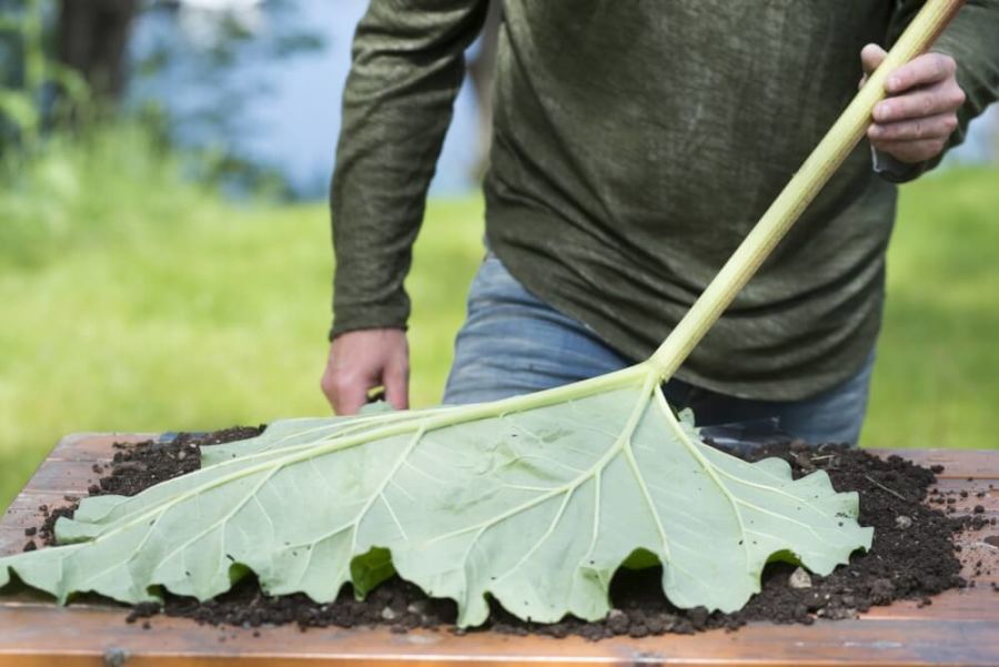 lag ditt eget betongblad interflora norge