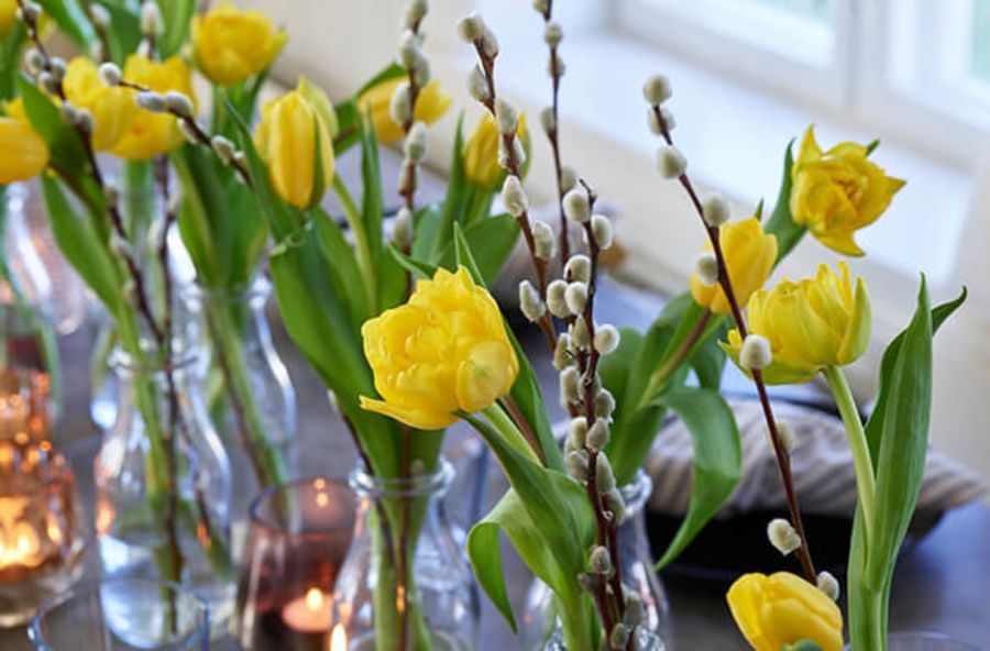 Nærbilde av gåsunger og gule tulipaner.