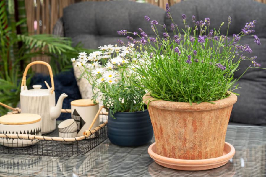 Margeritter og lavendel i potter utendørs