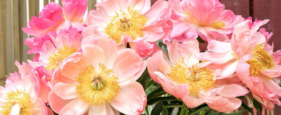 praktfulle peoner interflora norge
