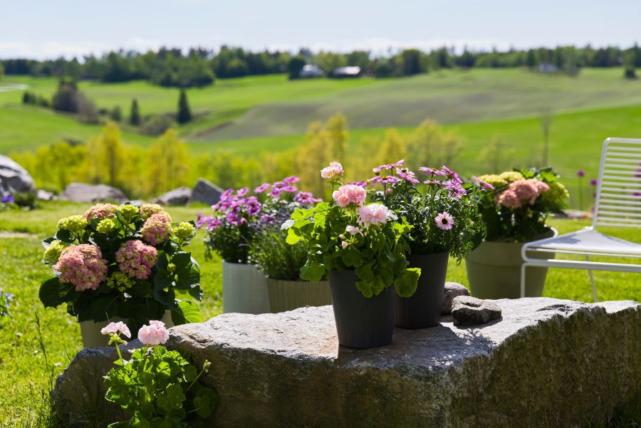 vakre blomster dekorert på uteplassen