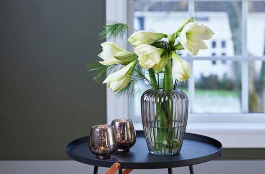 hvit amaryllis