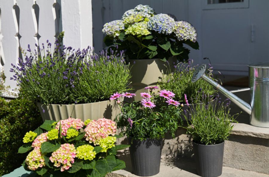 hortensia, margeritt, uteplanter på balkongen